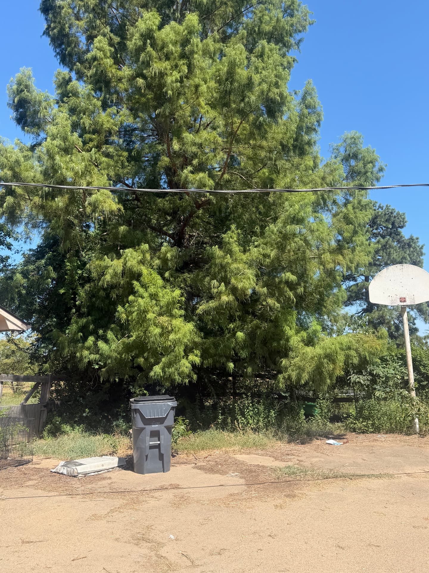 Large cedar tree with dense low branches reaching to the ground
